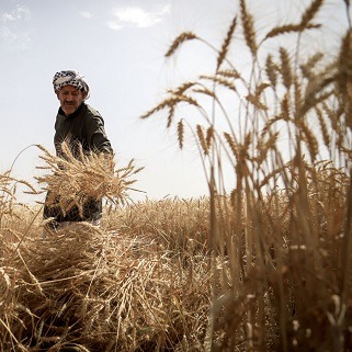 آمادگی کامل خوزستان برای خرید تضمینی گندم